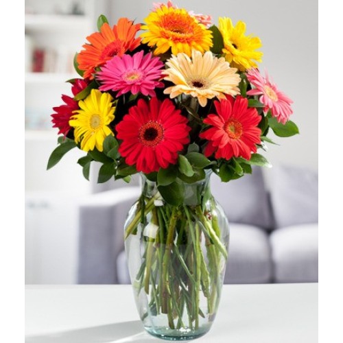 Gerbera Daisies