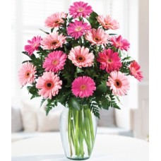 Pink Gerberas