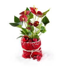 Rode Kerst Anthurium