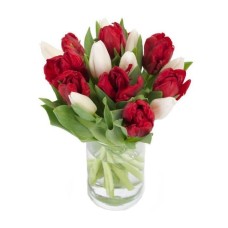 Red and white tulips | VASE IS NOT INCLUDED (Basic)