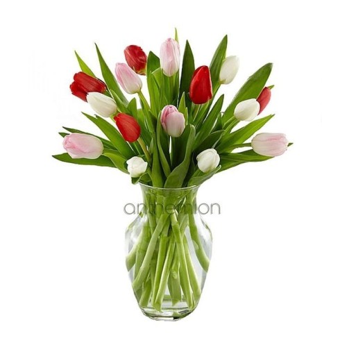 Fresh lovely tulips | WITHOUT VASE (Basic)