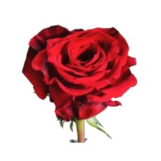 Gorgeous red imported roses by stem