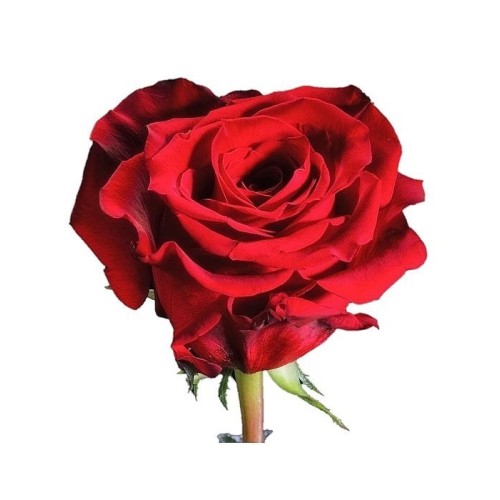 Gorgeous red imported roses by stem