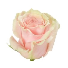 Pink Roses by stem