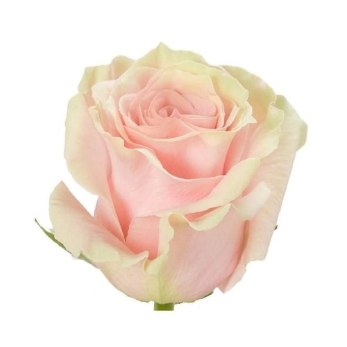 Pink Roses by stem