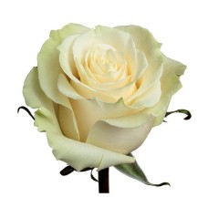White Roses by stem