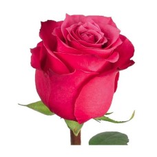Fuchsia Roses by stem