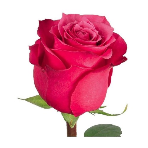 Fuchsia Roses by stem