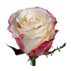 Sweetness Roses by stem