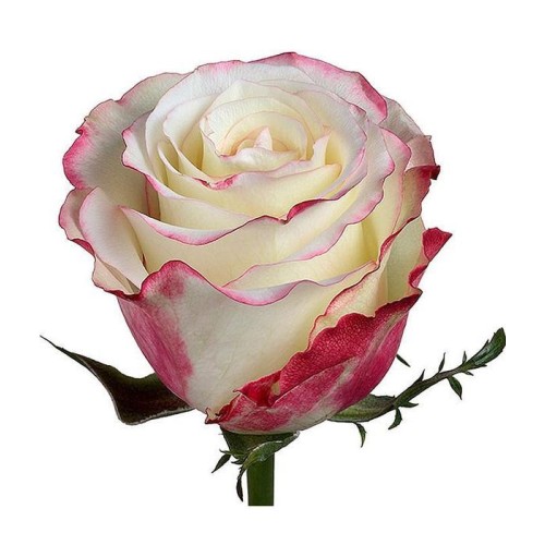 Sweetness Roses by stem