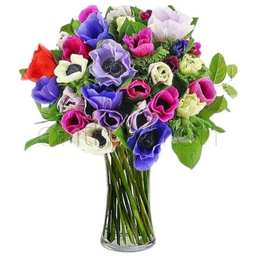 Send colorful anemones