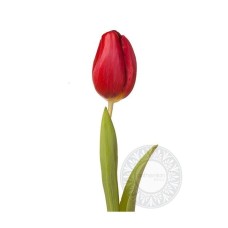 Red tulip