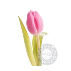 Pink tulip