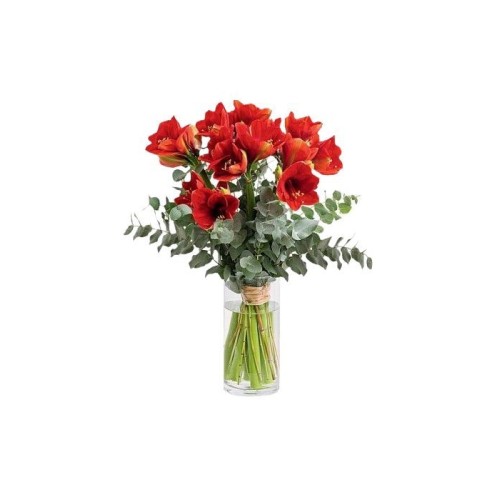 Red Amaryllis with Eucalyptus | WUTHOUT A VASE