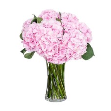 Milena with pink hydrangeas