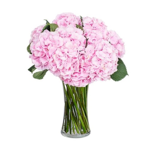 Milena with pink hydrangeas