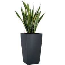 Sansevieria in dark grey self watering pot