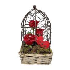Love roses in a cage (Special)