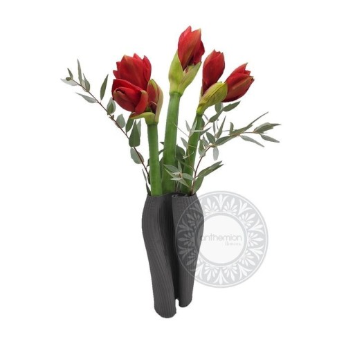 Merry red amaryllis in vase