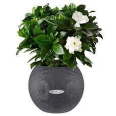 Mini Gardenia in self watering ball