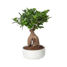 Elegant bonsai