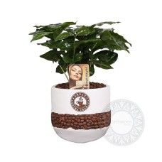 Coffee Tree Arabica