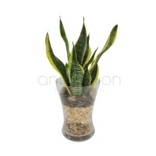 Sansevieria in glass vase