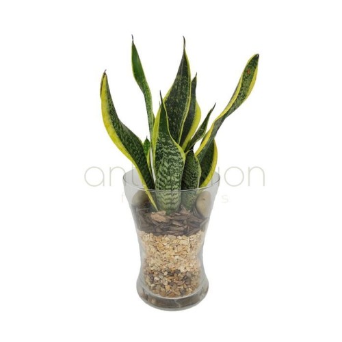 Sansevieria in glass vase