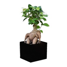 Mini Bonsai in black cube