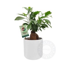 Mini bonsai ficus ginseng