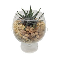 Succulent in cognac glass
