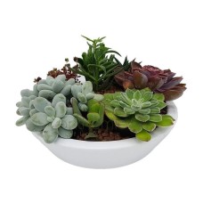 Classic Succulents