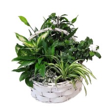 Basket of flowering and green plants