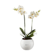 White orchid phalaenopsis in self watering pot