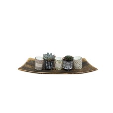 Senecio in ceramic head