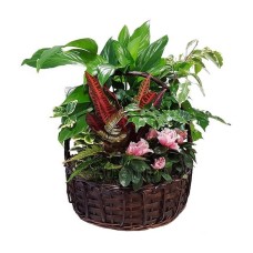 Plant arrangement in basket gift