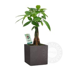 Cute pachira in self watering pot