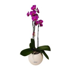 Orchid plant in self watering pot
