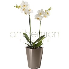 Orchid in self watering pot