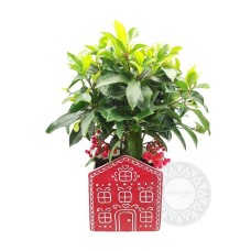 Ardisia Plant