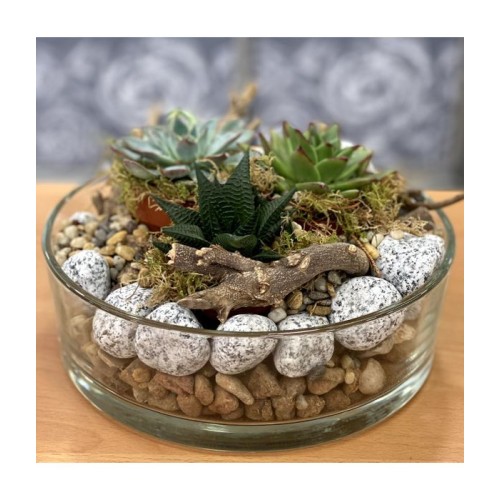Succulents in a glass bowl with pebbles