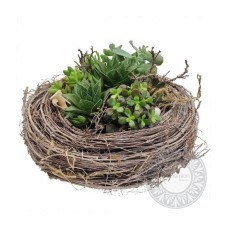 Succulents in wooden nest