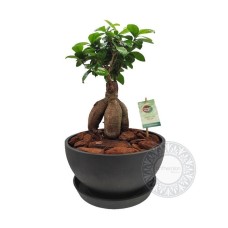 Bonsai ficus ginseng