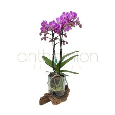 Wild orchid