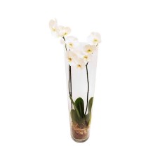 White orchid in tall cylindrical vase