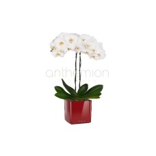White orchid in self watering pot