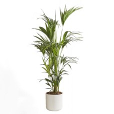 Kentia Palm Tree