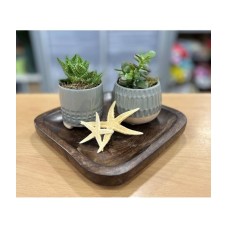 Succulents in a square tray