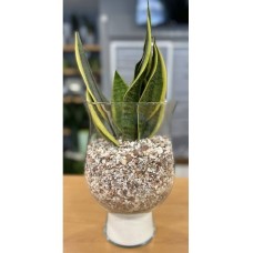 Elegant Succulent plant in glass vase