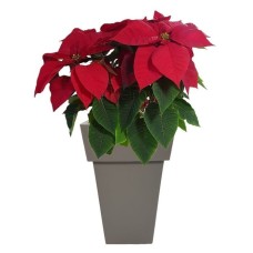 Poinsettia in a tall pot